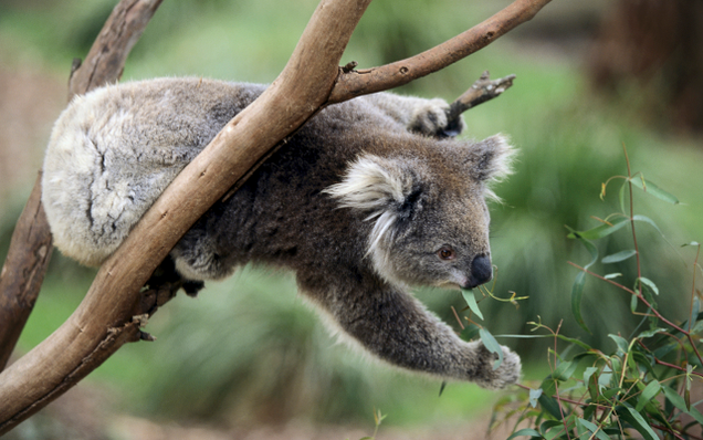 Illustration for article titled These Koalas Are Refusing To Load In Support Of Net Neutrality